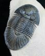 Metascutellum Trilobite - Spectacular Example #11423-1